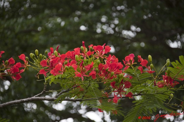 092 Arbre Flamboyant Fleur 10E5K2IMG_64738wtmk.jpg