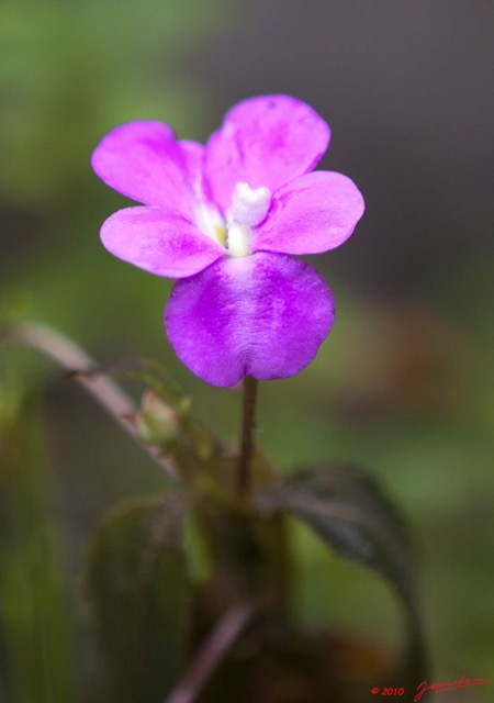 004 Dji-Dji Chute 2 Fleur Violette 10E5K2IMG_62725wtmk.jpg