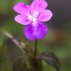 004 Dji-Dji Chute 2 Fleur Violette 10E5K2IMG_62725wtmk.jpg