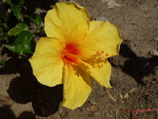 005 Fleur Hibiscus Jaune Coeur Rouge P1020987wtmk.jpg