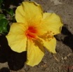 005 Fleur Hibiscus Jaune Coeur Rouge P1020987wtmk.jpg