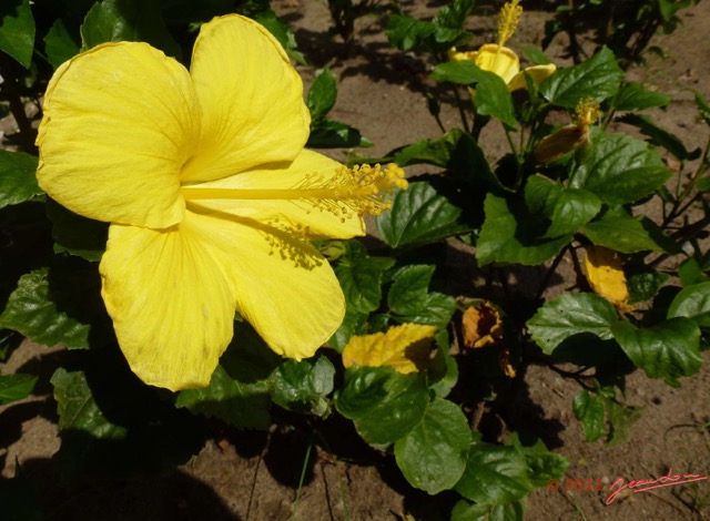 006 Fleur Hibiscus Jaune P1020994wtmk.jpg