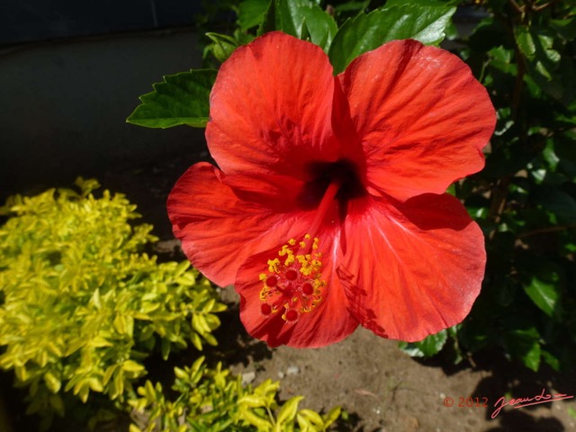 007 Fleur Hibiscus Rouge P1020999wtmk.jpg