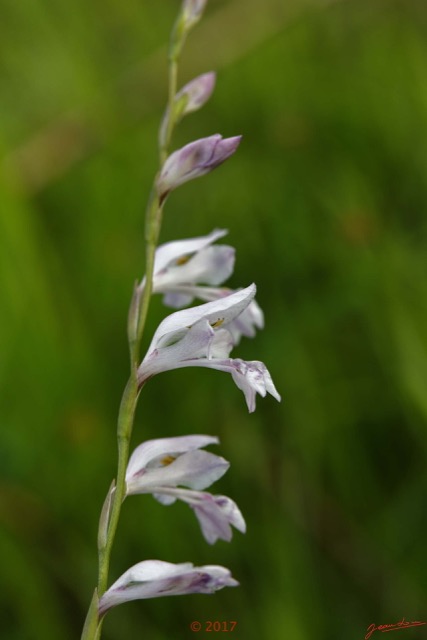 016 Franceville Fleur Liliopsida Asparagales Iridaceae Gladiolus unguiculatus 17E5K3IMG_125045_DxOwtmk.jpg