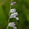 016 Franceville Fleur Liliopsida Asparagales Iridaceae Gladiolus unguiculatus 17E5K3IMG_125045_DxOwtmk.jpg