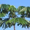 002 Arbre-IMG_0350WTMK.JPG