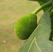 017 Fruit IMG_0393WTMK.JPG