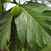 018 Fruit IMG_0396WTMK.JPG