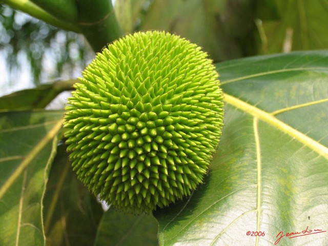 019 Fruit IMG_0399WTMK.JPG