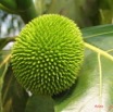 019 Fruit IMG_0399WTMK.JPG