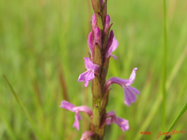 061 Fleur IMG_1906WTMK.JPG