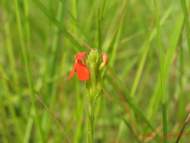 063 Fleur IMG_1957WTMK.JPG