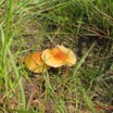 064 Champignon IMG_1964WTMK.JPG