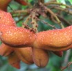 074 Fruit IMG_2271WTMK.JPG