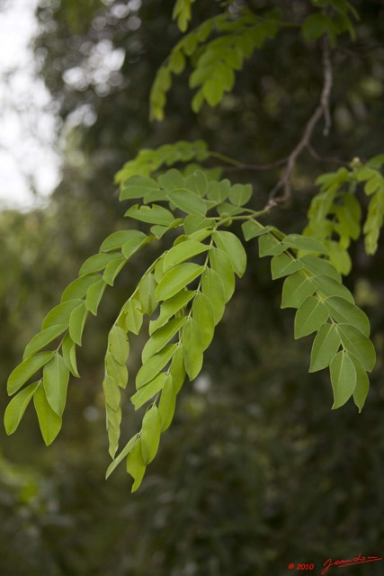 097 Arbre Cassia sp 10E5K2IMG_64703wtmk.jpg