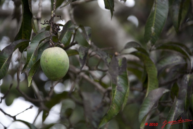 099 Arbre Manguier Fruit 10E5K2IMG_64706wtmk.jpg