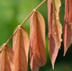 003 Feuilles IMG_1307WTMK.JPG