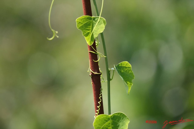 005 Feuilles IMG_1309WTMK.JPG