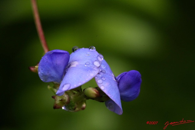 018 LANGOUE Bai Fleur sous la Pluie 7IMG_8068WTMK.JPG