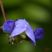 018 LANGOUE Bai Fleur sous la Pluie 7IMG_8068WTMK.JPG