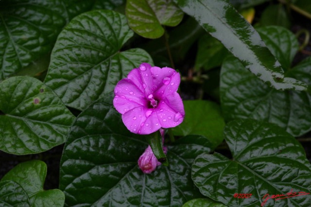 019 LANGOUE Bai Fleur sous la Pluie 7IMG_8070WTMK.JPG