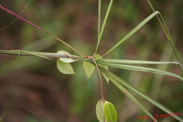 027 Plante Parasitaire 7EIMG_8963WTMK.JPG