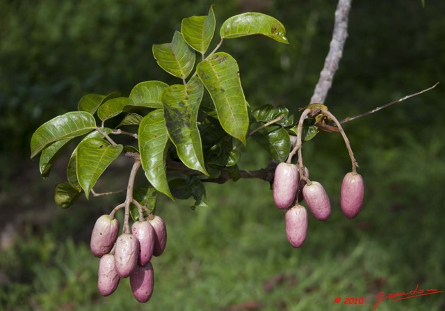 053 Arbre Atanga Fruits 10E5K2IMG_64771wtmk.jpg