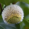 056 Arbuste Nauclea latifolia Fleur 11E5K2IMG_66162wtmk.jpg