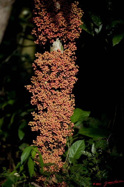 068 Arbre Annonacee Polyalthia sp Fruit Rouges 11E5K2IMG_66544wtmk.jpg