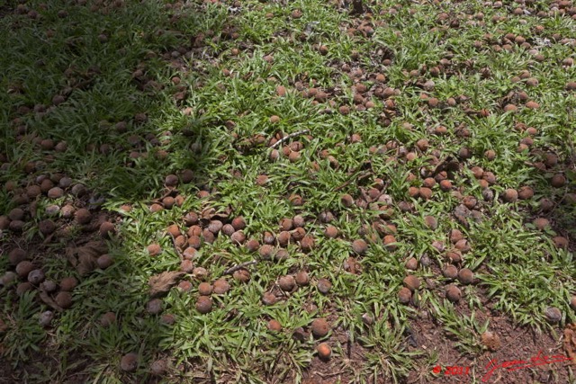 081 Arbre 101 Tapis de Fruits 11E5K2IMG_68777wtmk.jpg