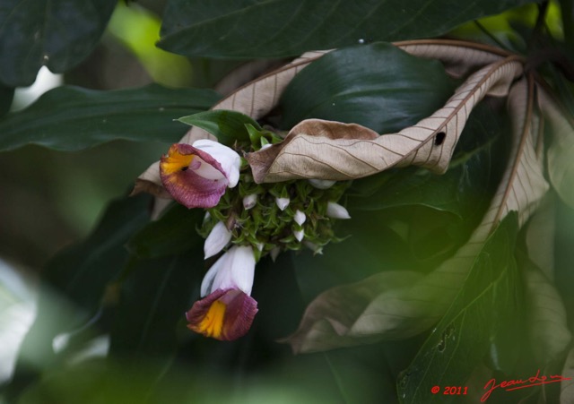 092 Fleur Costus sp 11E5K2IMG_66350wtmk.jpg