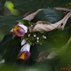 092 Fleur Costus sp 11E5K2IMG_66350wtmk.jpg