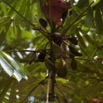 098 Arbre Parasolier Musanga cecropioides Fruit 11E5K2IMG_66336wtmk.jpg