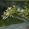 026 Arbre Papayer Fleur 11E5K2IMG_67010wtmk.jpg