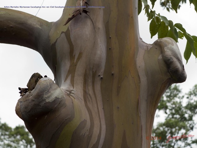 034 Arbre Myrtales Myrtaceae Eucalyptus Arc-en-Ciel Eucalyptus deglupta 14G1XIMG_102098wtmk.jpg