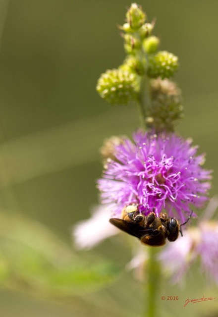 072 Fleur et Insecte Abeille Pollinisant Franceville 16E5K3IMG_119611wtmk.jpg