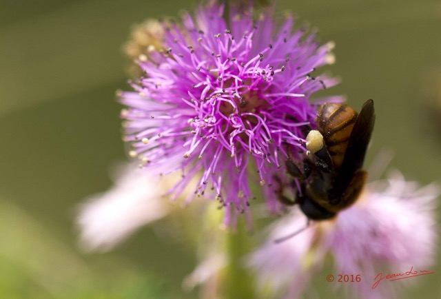 073 Fleur et Insecte Abeille Pollinisant Franceville 16E5K3IMG_119614wtmk.jpg