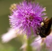 073 Fleur et Insecte Abeille Pollinisant Franceville 16E5K3IMG_119614wtmk.jpg