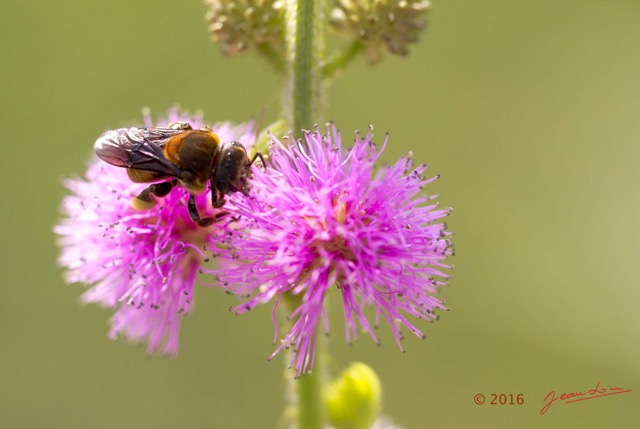074 Fleur et Insecte Abeille Pollinisant Franceville 16E5K3IMG_119618awtmk.jpg