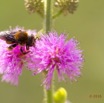 074 Fleur et Insecte Abeille Pollinisant Franceville 16E5K3IMG_119618awtmk.jpg