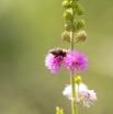 075 Fleur et Insecte Abeille Pollinisant Franceville 16E5K3IMG_119618wtmk.jpg