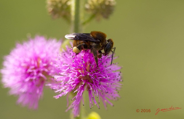 076 Fleur et Insecte Abeille Pollinisant Franceville 16E5K3IMG_119620awtmk.jpg