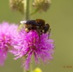 076 Fleur et Insecte Abeille Pollinisant Franceville 16E5K3IMG_119620awtmk.jpg