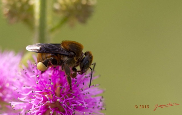 077 Fleur et Insecte Abeille Pollinisant Franceville 16E5K3IMG_119620bwtmk.jpg