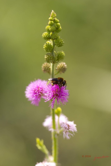 078 Fleur et Insecte Abeille Pollinisant Franceville 16E5K3IMG_119620wtmk.jpg