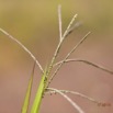 085 Plante Graminee Apogonia Poales Poaceae Jardinea gabonensis 16E5K3IMG_119564wtmk.jpg