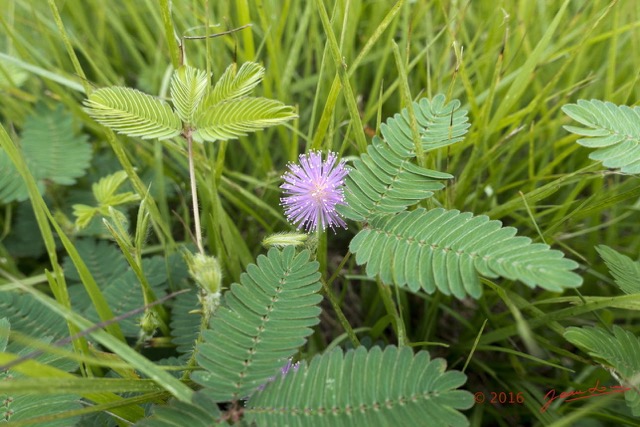 094 Plante Magnoliopsida Fabales Mimosaceae Mimosa pudica Franceville 16RX103DSC_103372wtmk.jpg