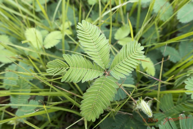 095 Plante Magnoliopsida Fabales Mimosaceae Mimosa pudica Franceville 16RX103DSC_103373wtmk.jpg