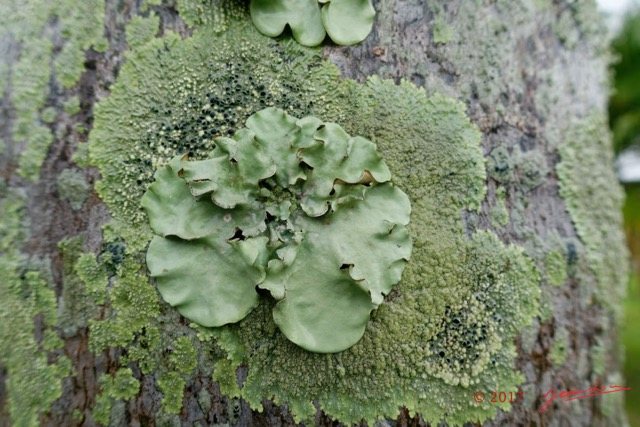 0001 Lichen Franceville 17RX104DSC_100886_DxOwtmk.jpg