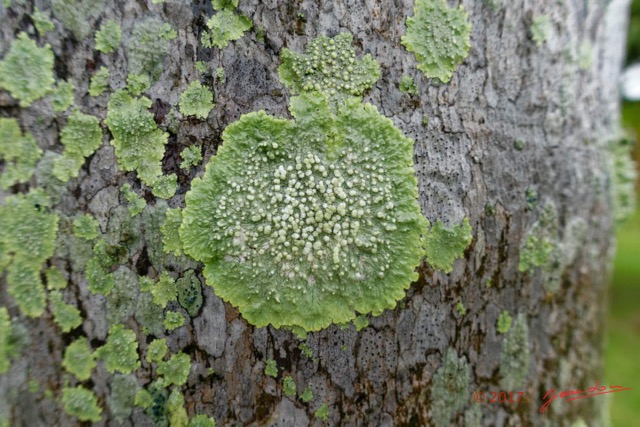 0002 Lichen Franceville 17RX104DSC_100888_DxOwtmk.jpg